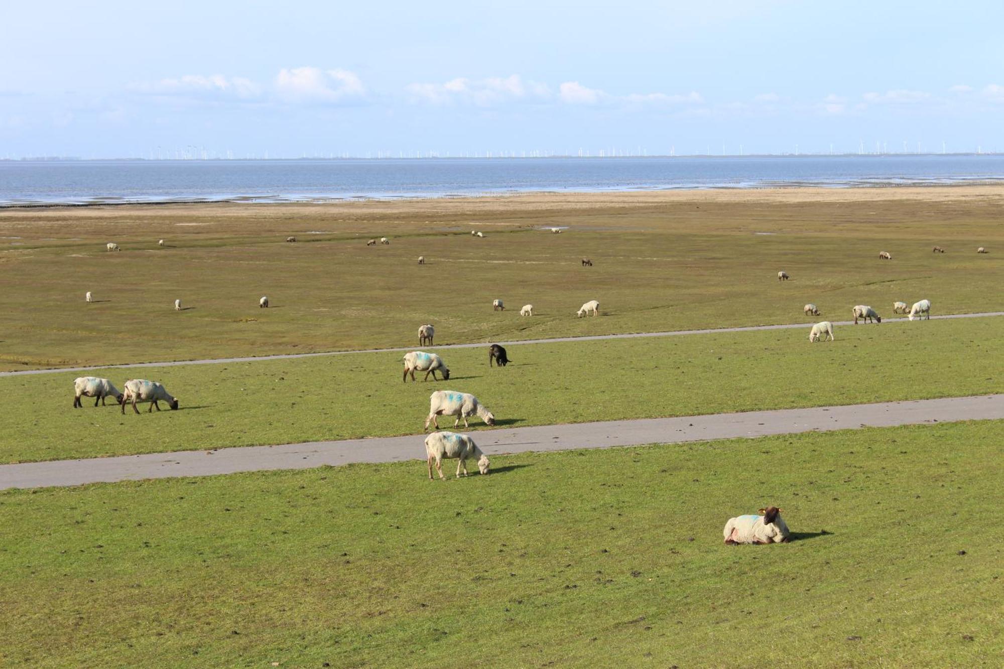 Nordsee-Paradies Barlt Extérieur photo